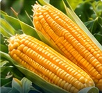 Maize commodity supply